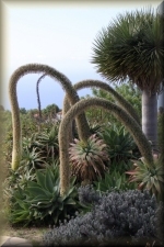 Agave